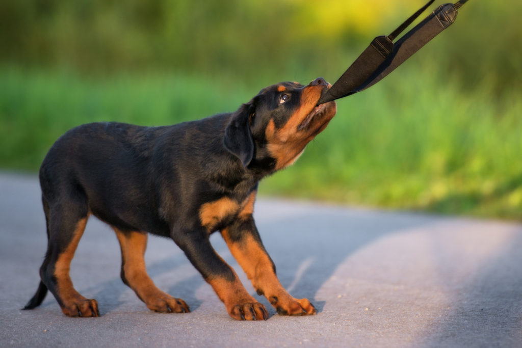 Rottweiler-fourwallsonly.com