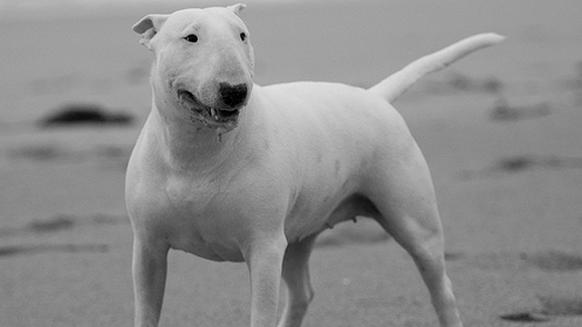 bull-terrier