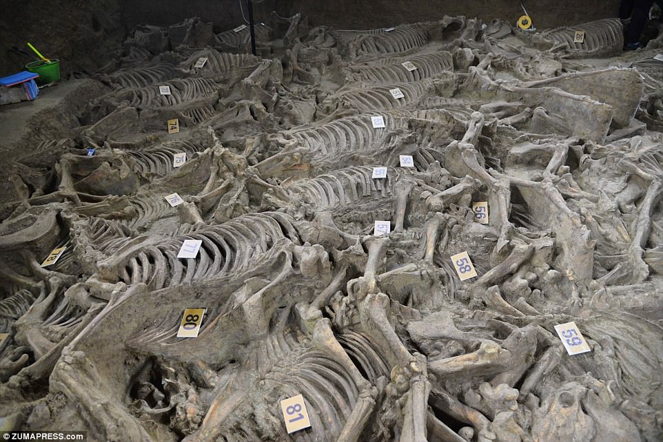 Four chariots and the skeletons of 90 horses have been unearthed from the pit since February. This image shows the remains tagged for later analysis