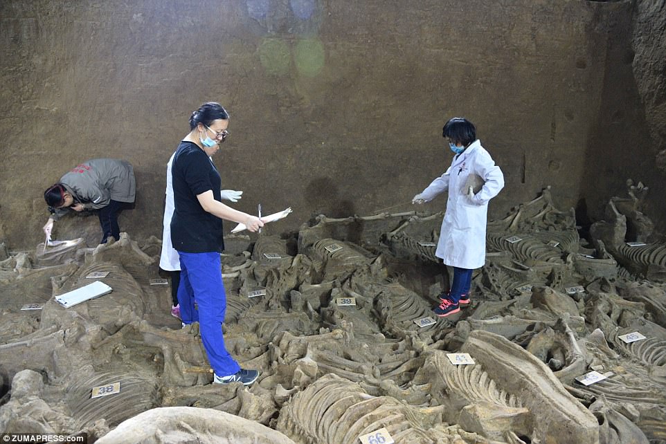 More than 100 horses are believed to buried in the pit, where a number of bronze artefacts have also been uncovered. Here, archaeologists inspect the remains