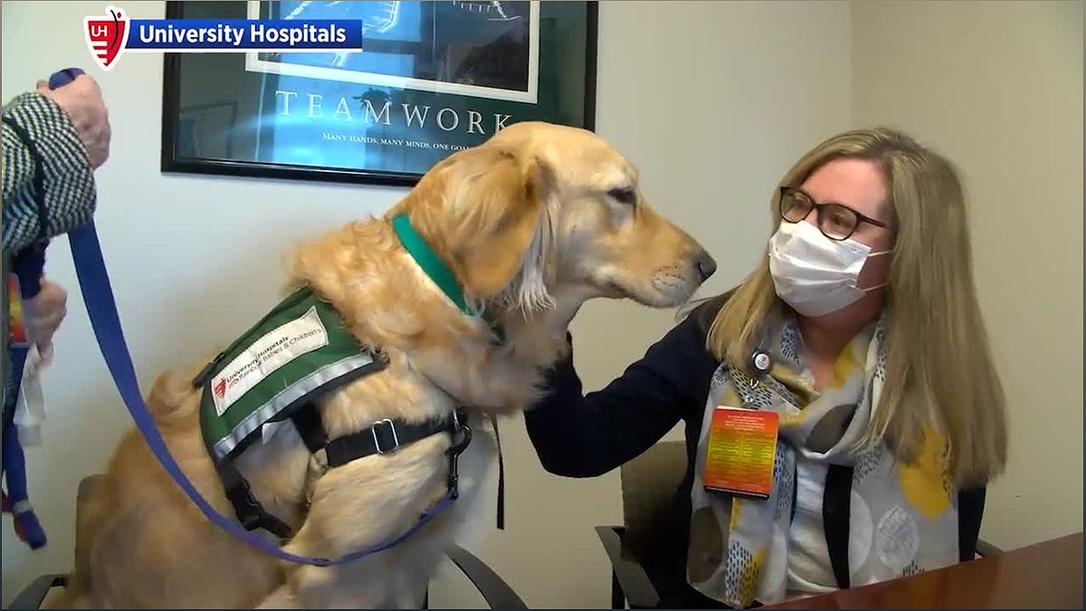 Mysterious Respiratory Disease in Dogs: Uncovering the Unknown - 1243482476